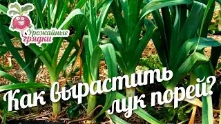 Как вырастить лук порей? Урожайные грядки.