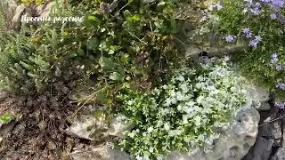 Моя альпийская горка спустя 2 года.