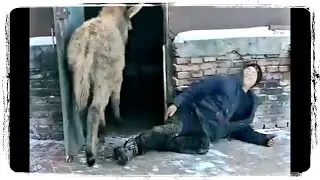 Я РЖАЛ ПОЛ ЧАСА | Мужик неудачно покатался на Осле и другие ПРИКОЛЫ С ЖИВОТНЫМИ №673