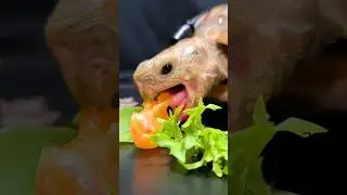 ASMR EATING ORANGE MUKBANG ✨ Relaxing Sound 🐢 Turtle Tortoise #shorts