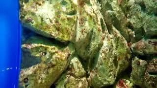 Яйца акулы 2019/03/19