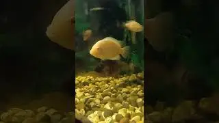 Золотая рыбка🫠 