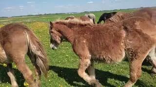 2- ое Мая выпустили лошадей на пастбище