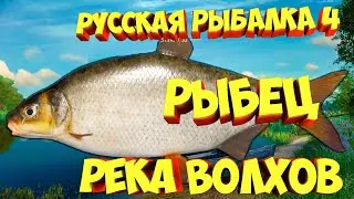 русская рыбалка 4 - Рыбец река Волхов - рр4 фарм Алексей Майоров