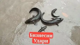 Илонбалк личенкаси Маткаси Онаси  бор +998942370606 Икромжон