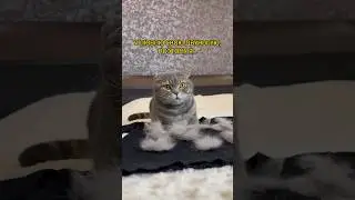 Что делает кот ради любви? #cat #кот