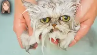 Самые жуткие и странные кошки в мире