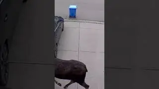 Moose caught on Calgary home surveillance
