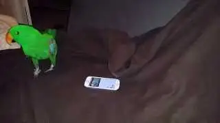 Eclectus Parrot Fail