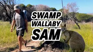 Swamp Wallaby Sam