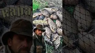 Рыба с которой у многих пришла любовь к рыбалке
