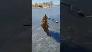 Наловил  Ротана на жарёху.