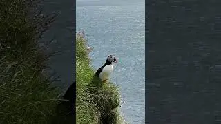 Птица тупик