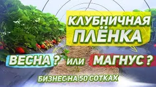 59/20 Клубничная пленка. Качество пленки Весна или Магнус. Подготовка к высадке