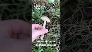 Знайшли перші підберезовики!