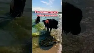 Вчера на дне домашнего любимца в Строгино ньюфаундленды показали класс спасения на водн