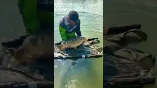 Утренний трофейчик #shorts #fishing #carpfishing #рыбалка #carp #рыба