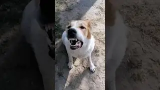 Говорящая собака