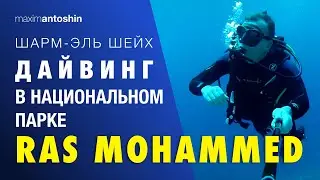 Шарм эль Шейх. Дайвинг в национальном парке Ras Mohammed с дайвинг-центром 