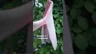 Свитер из Дундаги 6.1 с подмотом кидмохера. Спицы 5. Вес 310гр.