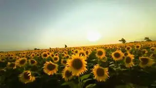 🌻🌻🌻🌻🌻