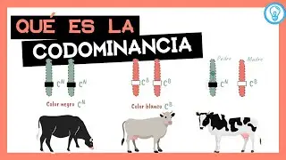 CODOMINANCIA - Definición y ejemplos 🧐