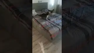 про котиков))) кто в доме хозяин. 
