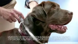 Аdvertising  Реклама Foresto   Ошейник Форесто