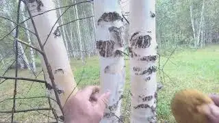 Грибная  пора.   За   жариками....