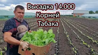 [Высадка Табака в Грунт]  Под Капельное Орошение