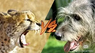 ГЕПАРД VS ИРЛАНДСКИЙ ВОЛКОДАВ!!!!