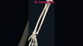 Ulna