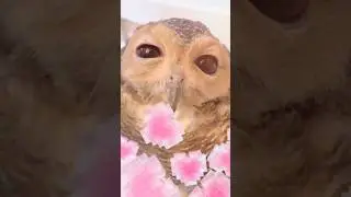 Ssshh!!🤫 Please don't tell Bibib!👌😌
