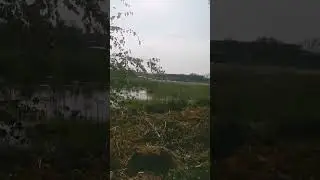 18+ утки пруд свят свят 29.08.2024