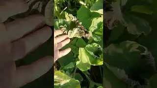 Вот и первый осенний заморозок в Подмисковье!
