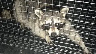 Енот 