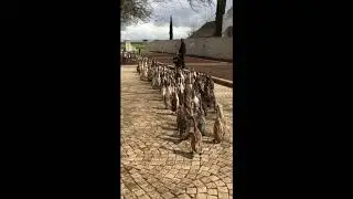 Shelley Dark Travel Runner Ducks at Vergenoegd