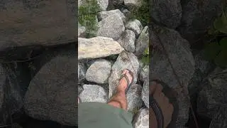 Don’t Step on the Cottonmouth! #snake #animalshorts  #herping #wildlifecamera #hikinglife
