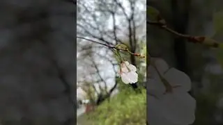 Happens once in a year - Cherry blossom🇨🇦✅  #canada #beautifulcanada