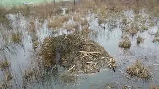 Бобры Беларуси
