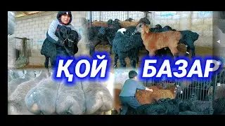 САРЫАҒАШ МАЛ БАЗАРЫ | ҚОЙ ҚОЗЫ ҚОШҚАР БАҒАСЫ | Мал базар 2024