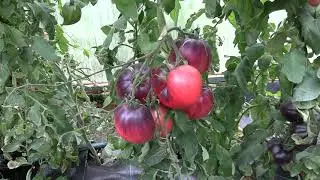 Томат Kas 21 (Королевский сад Ильи Королева)