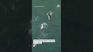 A pod of Orcas hunt a gray whale and its calf in an organized group on the Oregon coast
