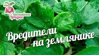 Вредители на  землянике #urozhainye_gryadki