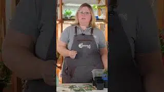 Что нужно рассаде капусты? 