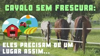 ONDE COLOCAR O CAVALO??? Baia, piquete, pasto...
