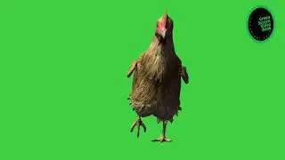 Hen idle walking 3d front view @Green Screen Video Bank