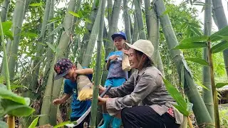 A single mother and her two sons harvest large bamboo shoots to sell to buy ducklings to raise
