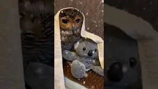Kukira Kita Spesial‼️Ternyata kamu BOHONG Koala! 🦉🐨 #cute #funnyanimals #funnyvideo #funny