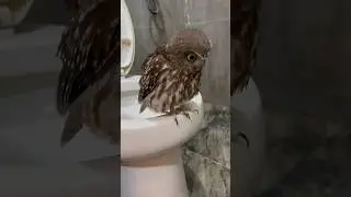 Antri toilet di malam hari bersama burung hantu 